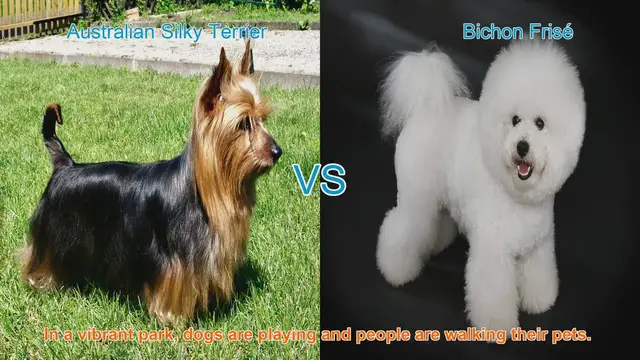 Video thumbnail for Australian Silky Terrier vs. Bichon Frisé: A Breed Comparison