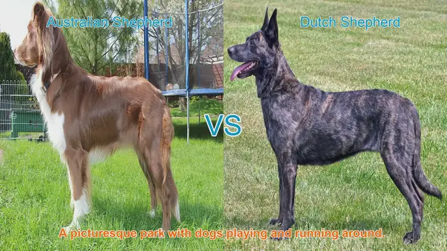 Video thumbnail for Australian Shepherd vs. Dutch Shepherd: A Comprehensive Comparison