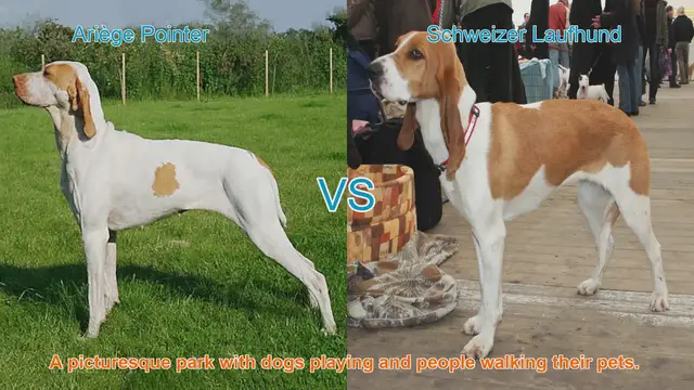 Video thumbnail for Ariège Pointer vs. Schweizer Laufhund: A Comprehensive Comparison