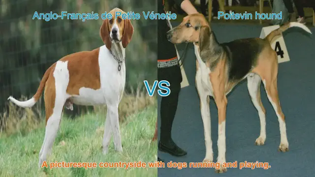 Video thumbnail for Exploring the Anglo-Français de Petite Vénerie and Poitevin Hound: A Breed Comparison