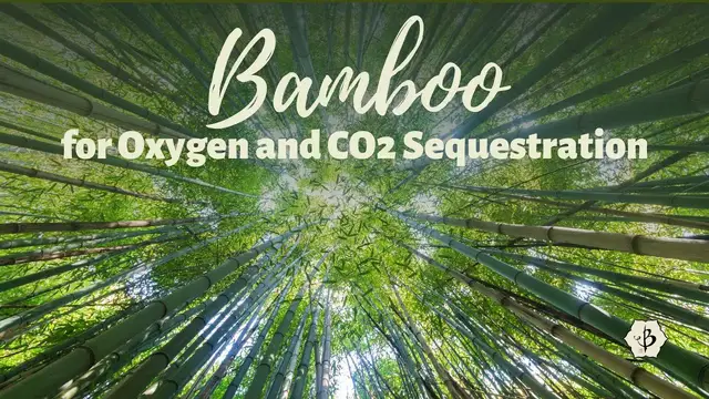 'Video thumbnail for Bamboo for Oxygen and Carbon Sequestration'