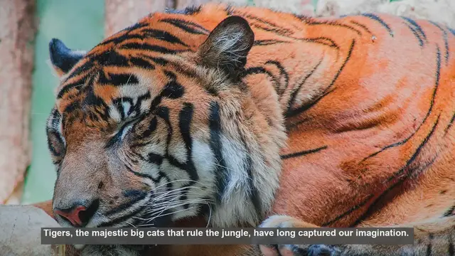 Video thumbnail for 10 Facts About Tiger Lifespans: From Cubs to Senior Stripes