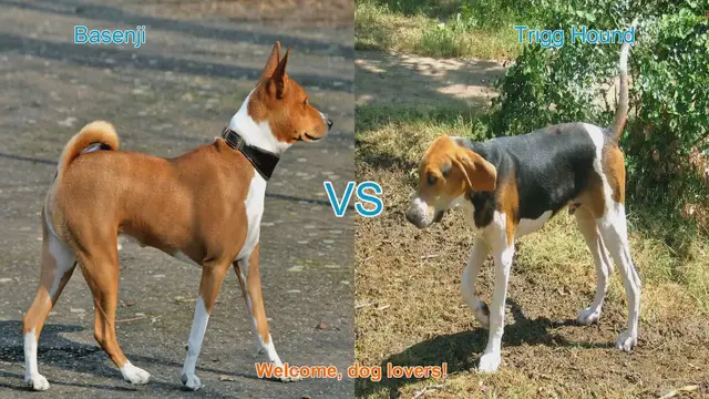 Video thumbnail for Basenji vs. Trigg Hound: A Comparison of Two Unique Dog Breeds