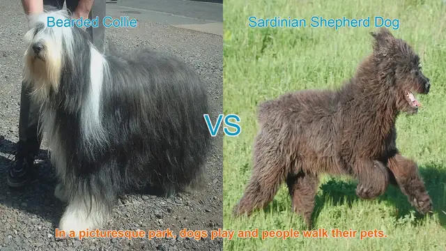 Video thumbnail for Bearded Collie vs. Sardinian Shepherd Dog: A Breed Comparison