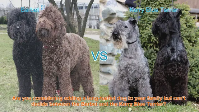 Video thumbnail for Barbet vs. Kerry Blue Terrier: Choosing the Right Long-Haired Dog Breed