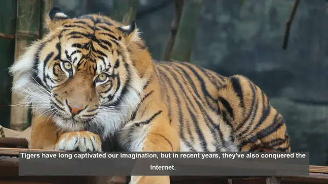 Video thumbnail for Top 10 Tiger Memes and Trends: From Fierce to Funny