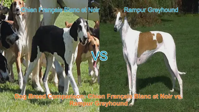 Video thumbnail for Dog Breed Comparison: Chien Français Blanc et Noir vs. Rampur Greyhound