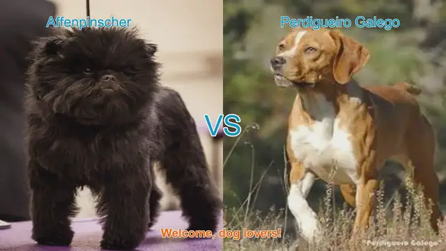 Video thumbnail for Affenpinscher vs. Perdigueiro Galego: Breed Comparison Guide
