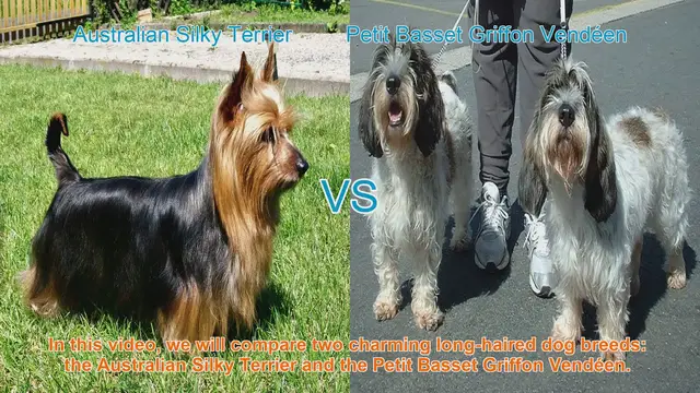 Video thumbnail for Comparing Australian Silky Terrier and Petit Basset Griffon Vendéen