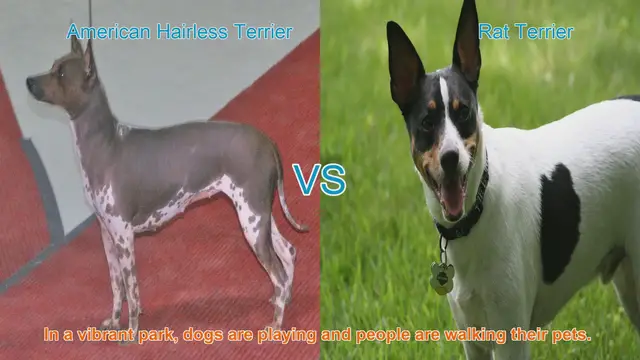 Video thumbnail for American Hairless Terrier vs. Rat Terrier: A Breed Comparison