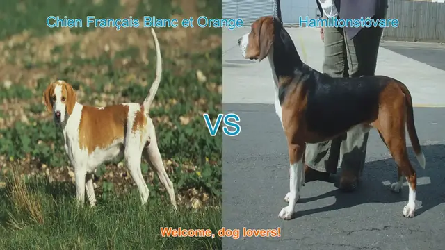 Video thumbnail for Comparing Chien Français Blanc et Orange vs. Hamiltonstövare: A Dog Lover's Guide