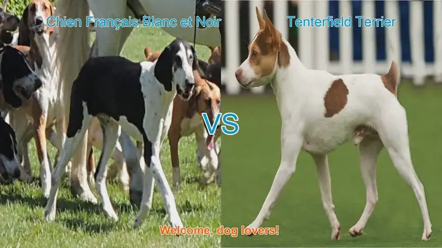 Video thumbnail for Chien Français Blanc et Noir vs. Tenterfield Terrier: A Breed Comparison