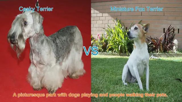 Video thumbnail for Cesky Terrier vs. Miniature Fox Terrier: A Comparison of Charming Dog Breeds