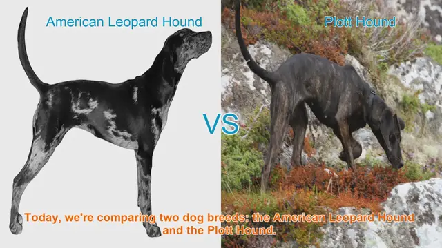 Video thumbnail for American Leopard Hound vs. Plott Hound: A Comprehensive Comparison