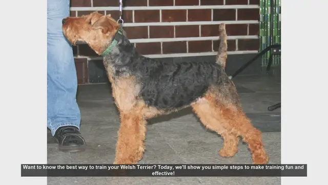 Video thumbnail for Effective Training Tips for Your Welsh Terrier