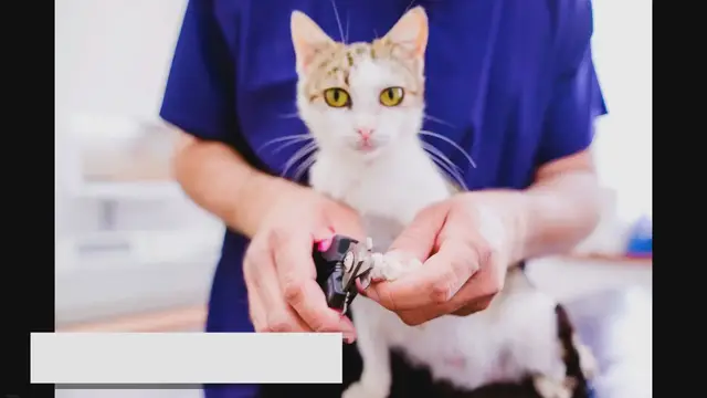 Video thumbnail for Are Ragdoll Cats Hypoallergenic? Myth Revealed