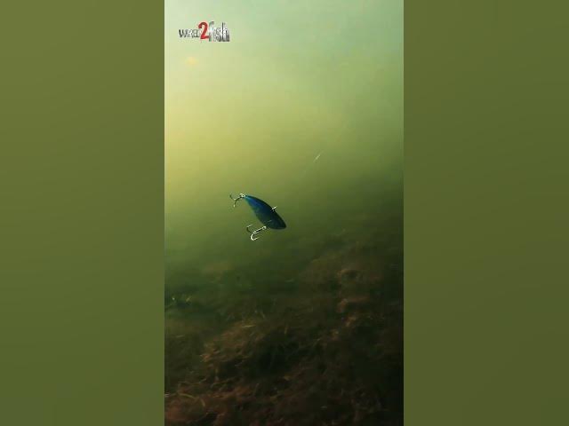 Video thumbnail for Team Ark Elite Z-Series Lipless Crankbait | Underwater Action