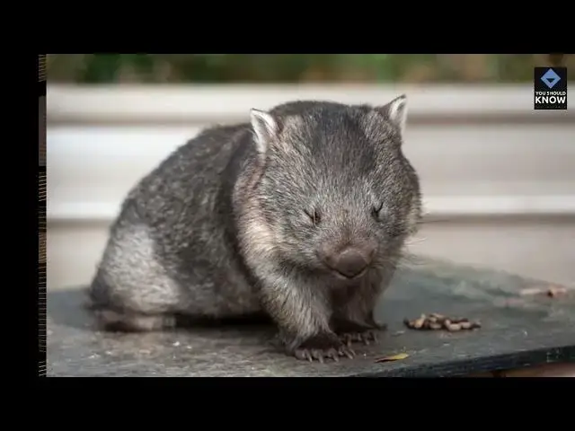 Video thumbnail for Top 10 Random Facts That Will Blow Your Mind