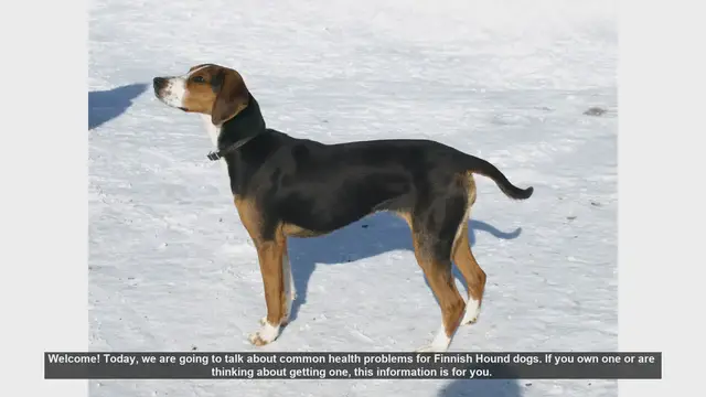 Video thumbnail for Common Health Problems in Finnish Hound Dogs: What You Need to Know