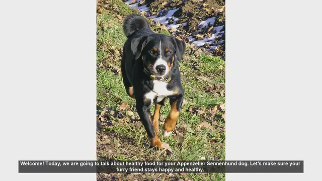 Video thumbnail for Healthy Diet Tips for Your Appenzeller Sennenhund