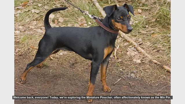 Video thumbnail for Miniature Pinscher: Pros and Cons of the Energetic Min Pin