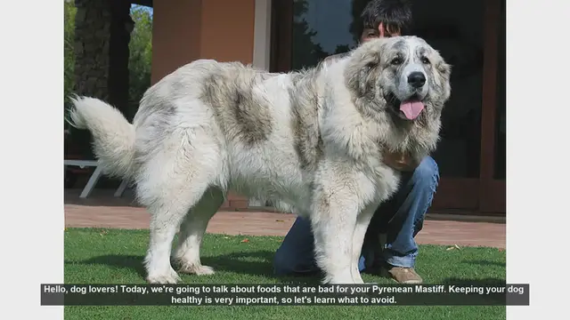 Video thumbnail for Foods to Avoid for Your Pyrenean Mastiff: Keep Your Dog Healthy!