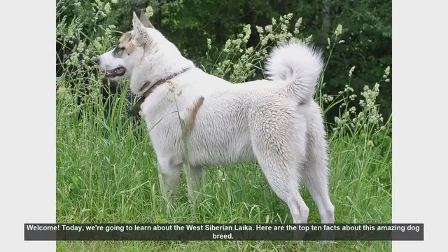 Video thumbnail for Top 10 Facts About the West Siberian Laika