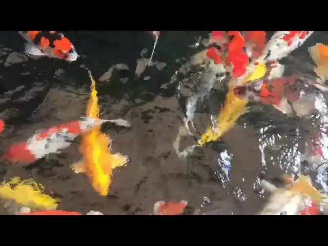 Video thumbnail for Koi Fish in Japanese Pop Culture and Anime