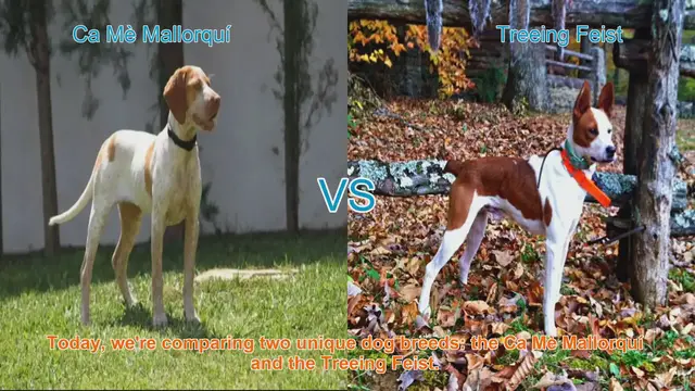 Video thumbnail for Dog Breed Comparison: Ca Mè Mallorquí vs. Treeing Feist