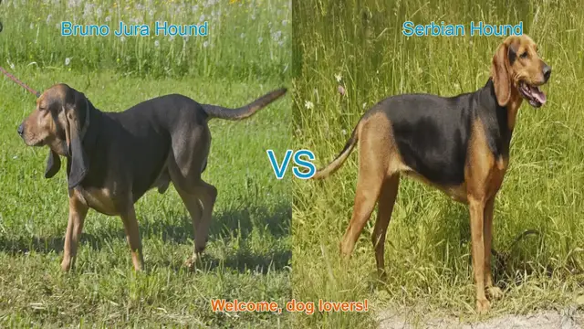 Video thumbnail for Dog Breed Comparison: Bruno Jura Hound vs. Serbian Hound