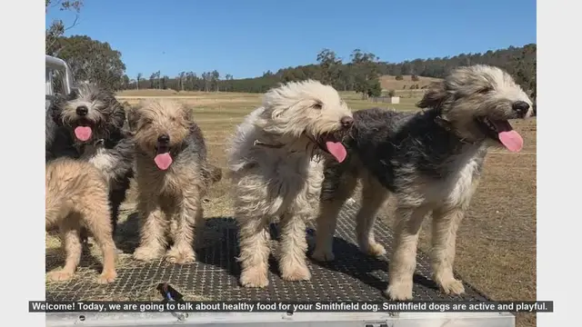 Video thumbnail for Healthy Food Tips for Your Smithfield Dog