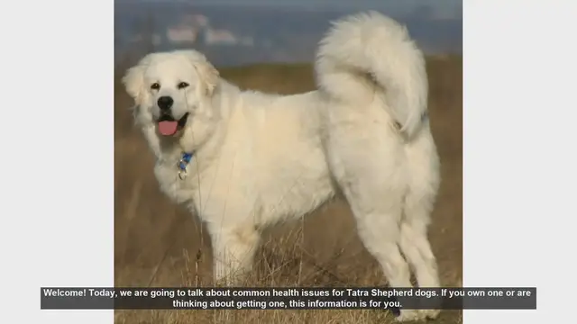Video thumbnail for Common Health Issues in Tatra Shepherd Dogs: What You Need to Know
