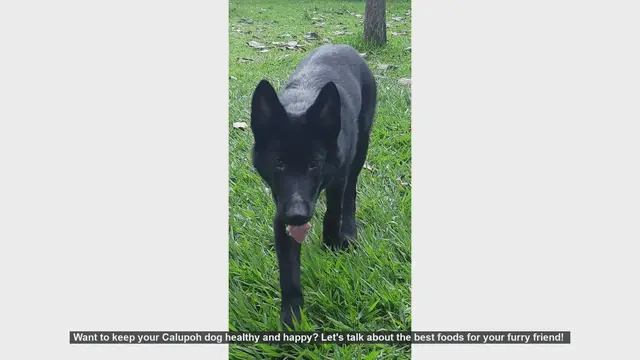 Video thumbnail for Top Foods to Keep Your Calupoh Dog Healthy and Happy