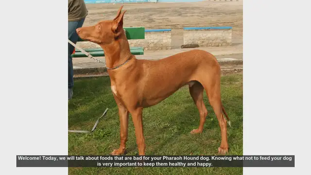 Video thumbnail for Foods to Avoid for Your Pharaoh Hound: Keep Your Dog Healthy!