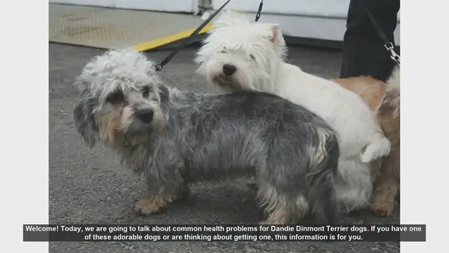 Video thumbnail for Common Health Problems in Dandie Dinmont Terriers