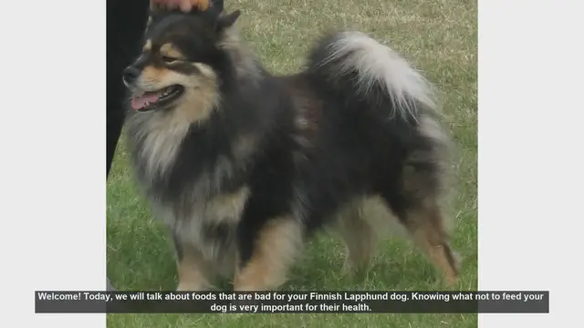 Video thumbnail for 10 Foods to Avoid Feeding Your Finnish Lapphund