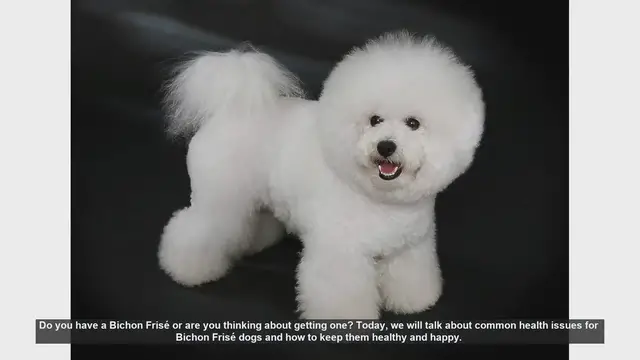 Video thumbnail for Bichon Frisé Health Tips: Common Issues and How to Prevent Them