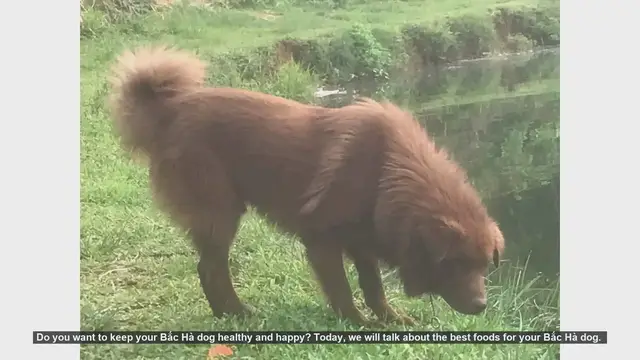 Video thumbnail for Top Foods to Keep Your Bắc Hà Dog Healthy and Happy