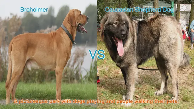 Video thumbnail for Broholmer vs. Caucasian Shepherd Dog: A Breed Comparison