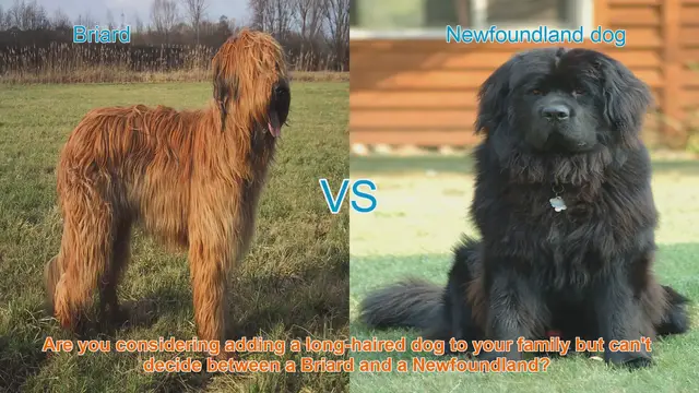 Video thumbnail for Briard vs. Newfoundland: A Detailed Breed Comparison