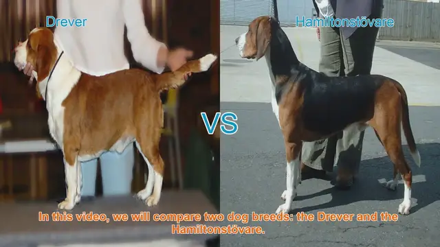 Video thumbnail for Drever vs. Hamiltonstövare: A Comparison of Two Swedish Dog Breeds