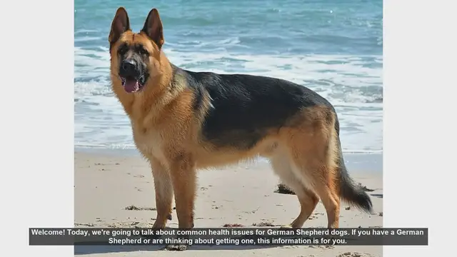 Video thumbnail for Common Health Issues in German Shepherds: What Every Owner Should Know