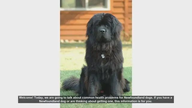 Video thumbnail for Common Health Problems in Newfoundland Dogs: What You Need to Know