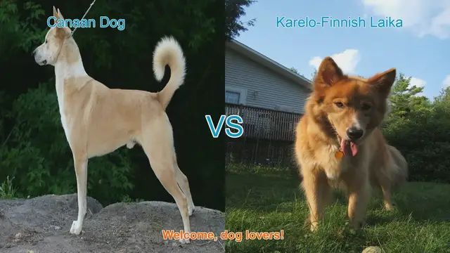 Video thumbnail for Canaan Dog vs. Karelo-Finnish Laika: A Comparative Guide