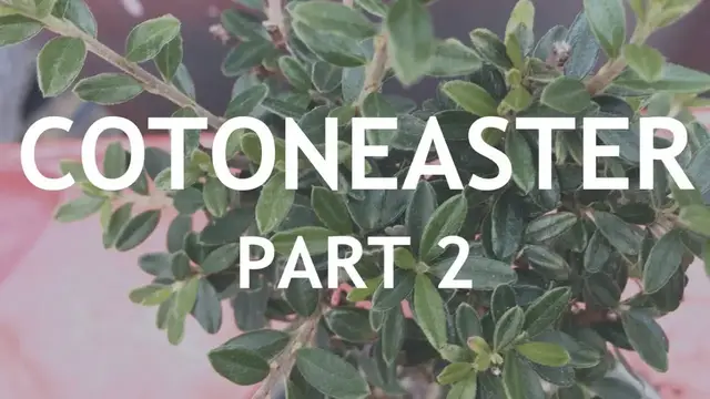 'Video thumbnail for Cotoneaster Bonsai, 2'