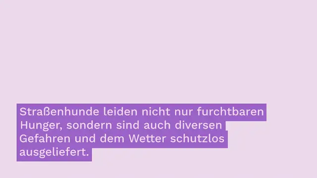 Video thumbnail for Kam von einem Albtraum in den nächsten: Menschenbezogene Junghündin Trine braucht dringend Liebe