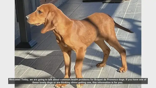 Video thumbnail for Common Health Problems in Briquet de Provence Dogs