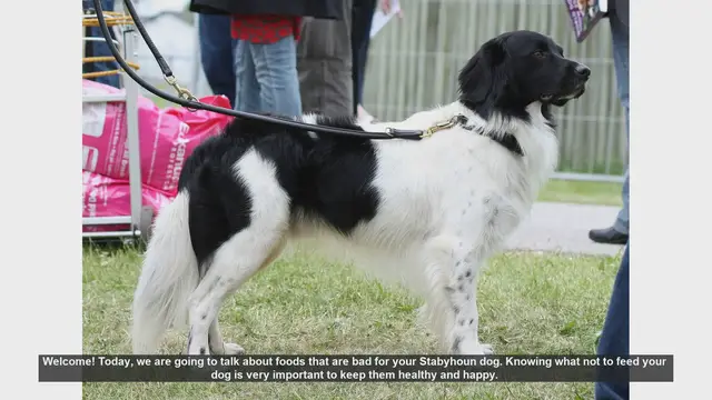 Video thumbnail for Foods to Avoid for Your Stabyhoun Dog's Health