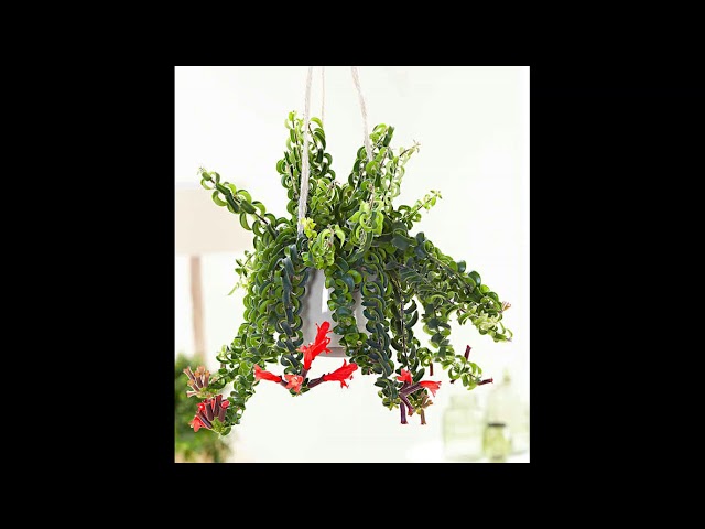 Video thumbnail for 10 plantes retombantes à avoir à la maison