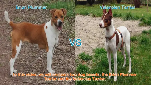 Video thumbnail for Comparing Brian Plummer Terrier and Valencian Terrier: A Comprehensive Guide